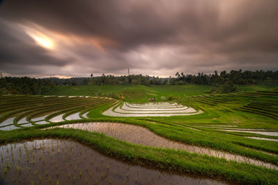 Scenic view of agricultural field against sky