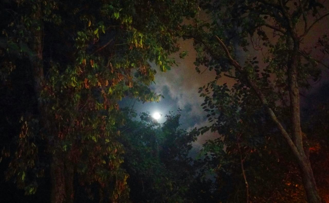 moon, nature, tree, night, low angle view, beauty in nature, tranquility, tranquil scene, outdoors, no people, scenics, astronomy, sky