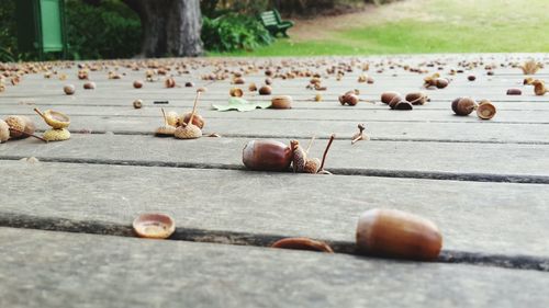 Acorns fallen on wooden deck