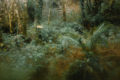 Close-up of pine trees in forest during winter