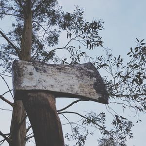 Low angle view of bird perching on tree against sky