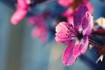 Close-up of pink flower blooming outdoors