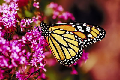 Close-up of butterfly pollinating on purple flower