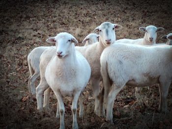 Portrait of sheep standing in farm