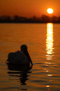 Close-up of bird in lake during sunset