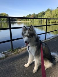 Dog in a lake