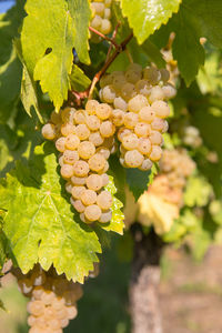 Close-up of grapes growing in vineyard