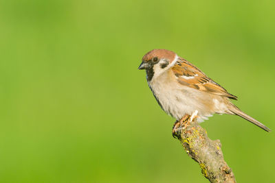 Close-up of bird perching on twig