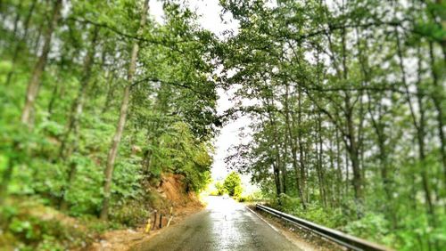 Road passing through forest