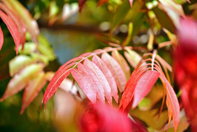 Close-up of red flowering plant