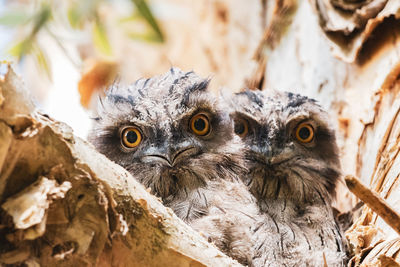 Close-up portrait of owl