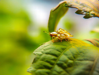 Ladybug of gold perched on a leaf