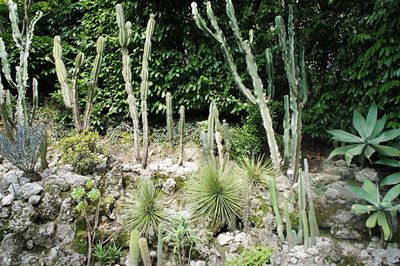 Plants and trees in park