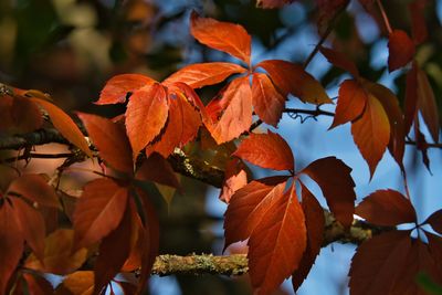 Close-up of autumnal leaves