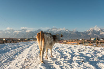 Horse on snow field against sky