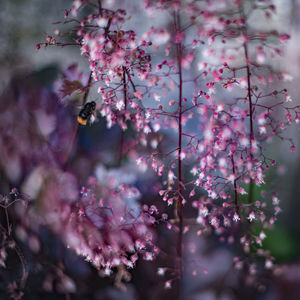 Close-up of bee flying next to pink flower