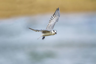 Seagull flying over a blurred background