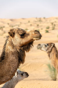 Camels at desert