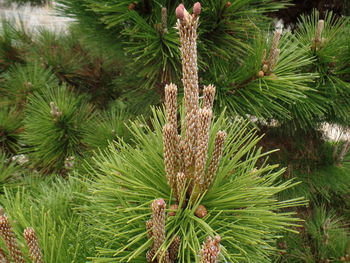 Close-up of pine tree