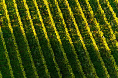 Full frame shot of yellow land