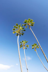 Low angle view of flowering plant against blue sky