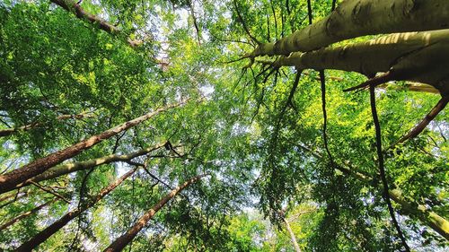 Low angle view of bamboo trees in forest