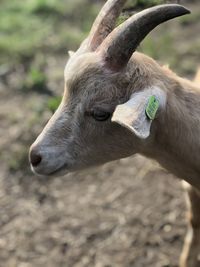 Close-up of goat on field