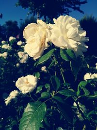 Close-up of white roses