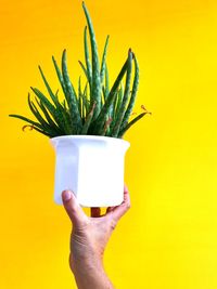 Close-up of hand holding plant against yellow background
