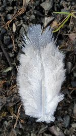 High angle view of feather on snow on field