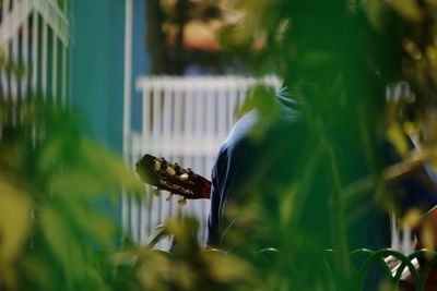 Rear view of man with guitar seen through plants