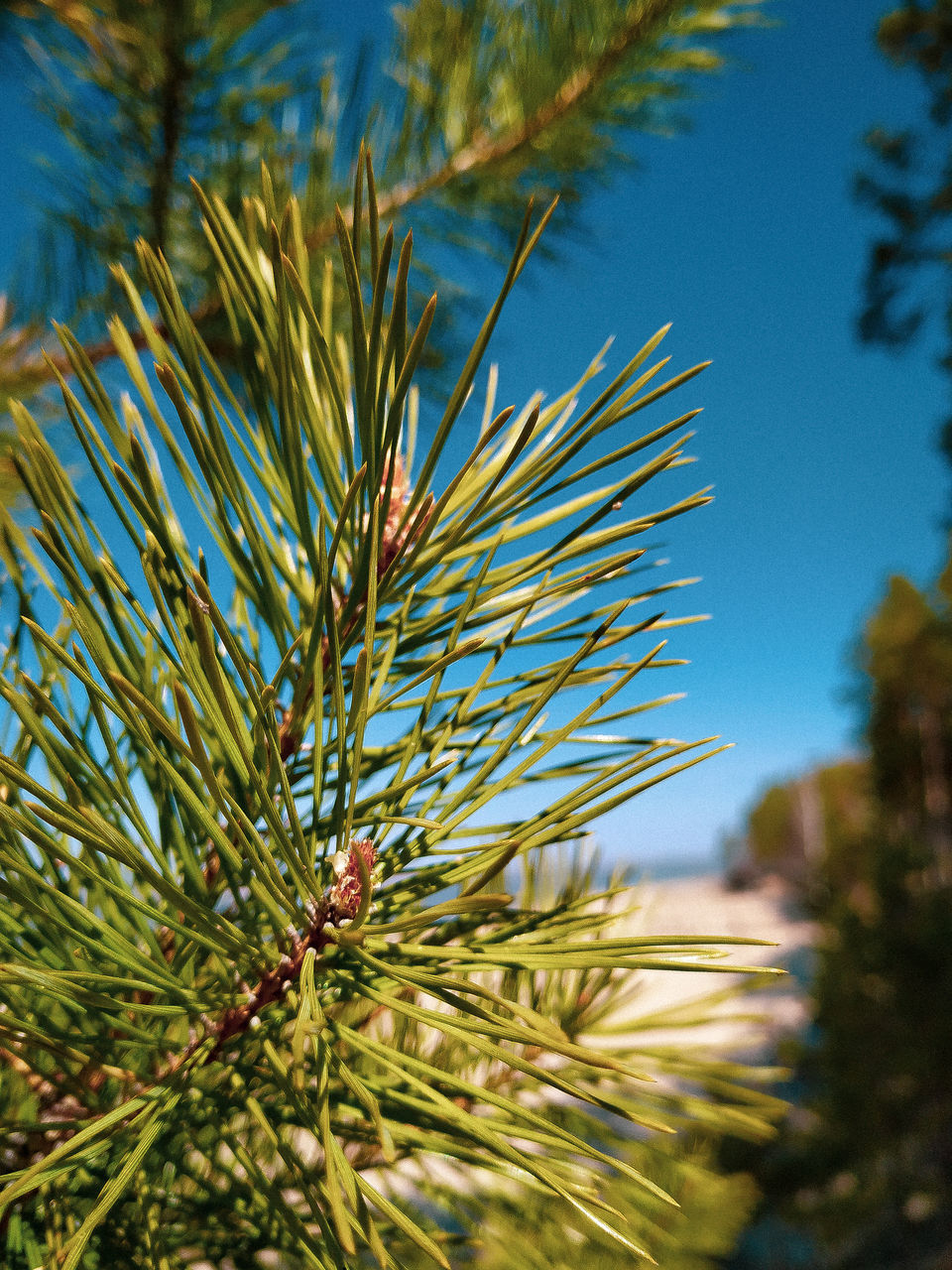 plant, growth, tree, beauty in nature, pine tree, close-up, focus on foreground, nature, day, no people, green color, coniferous tree, tranquility, branch, outdoors, selective focus, needle - plant part, sky, leaf, sunlight, spiky
