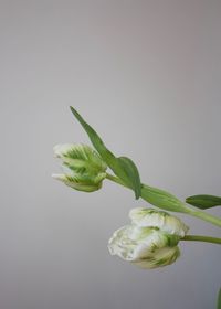 Close-up of green plant against white background