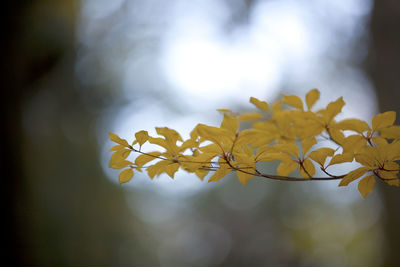 Close-up of yellow flowering plant