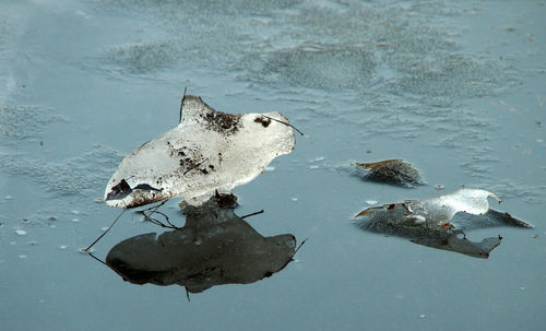 High angle view of bird in lake during winter
