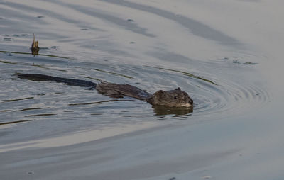 High angle view of a duck in a lake