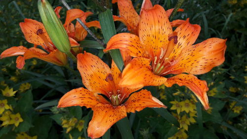 Close-up of orange lily