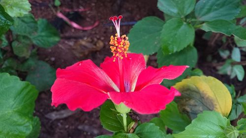 Close-up of wet red hibiscus blooming in park