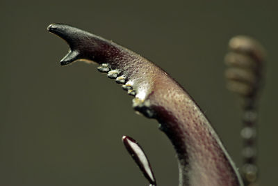 Extreme close-up of insect claw