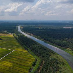 Aerial view of agriculture land, paddy fields and river in sungai rambai, melaka, malaysia.