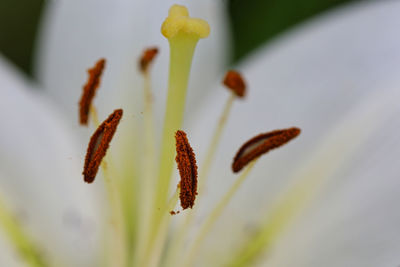 Close-up of flowering plant