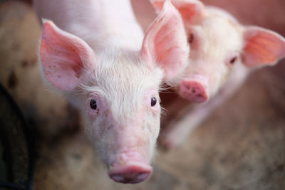 Close-up of pigs