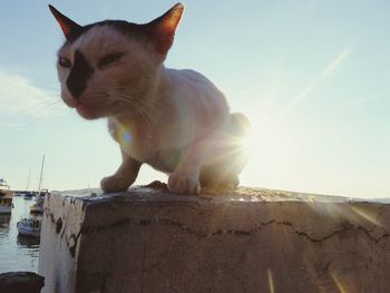 Close-up of cat sitting on wall
