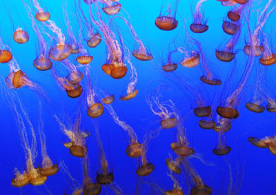 View of jellyfish in sea