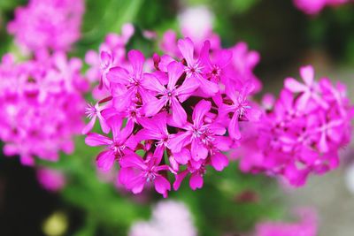 Close-up of pink flowers blooming outdoors