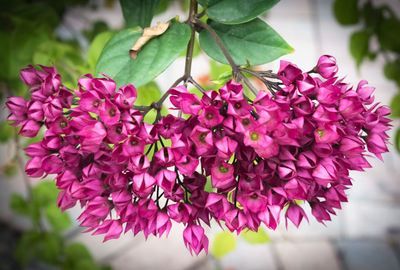 Close-up of pink flowering plant