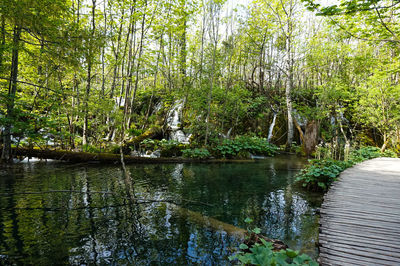 Scenic view of lake in forest