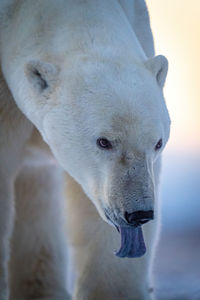 Close-up of polar bear with tongue lolling