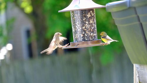A female house finch bird landing next to female golden finch bird on the birds feeder.