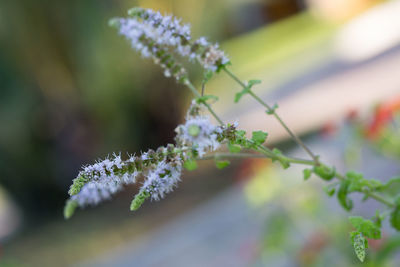 Actaea racemosa flower- white efflorescence in a garden.